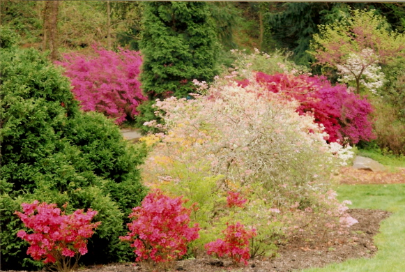 Colorful azalea bushes