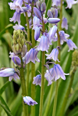 bluebells