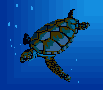 blue turtle