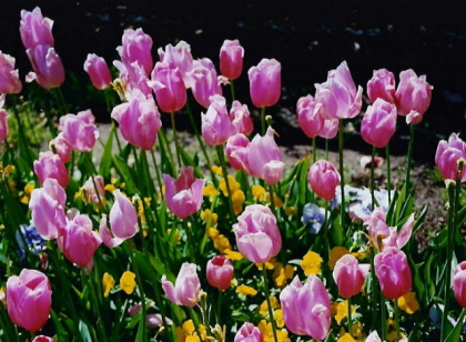 Oklahoma tulips
