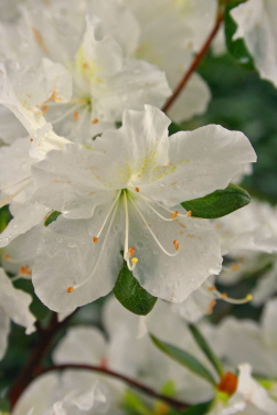 white azaleas