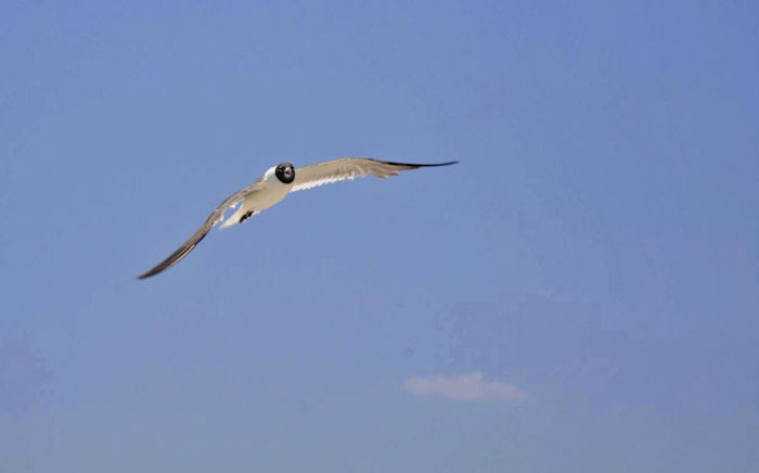 Swooping Seagull