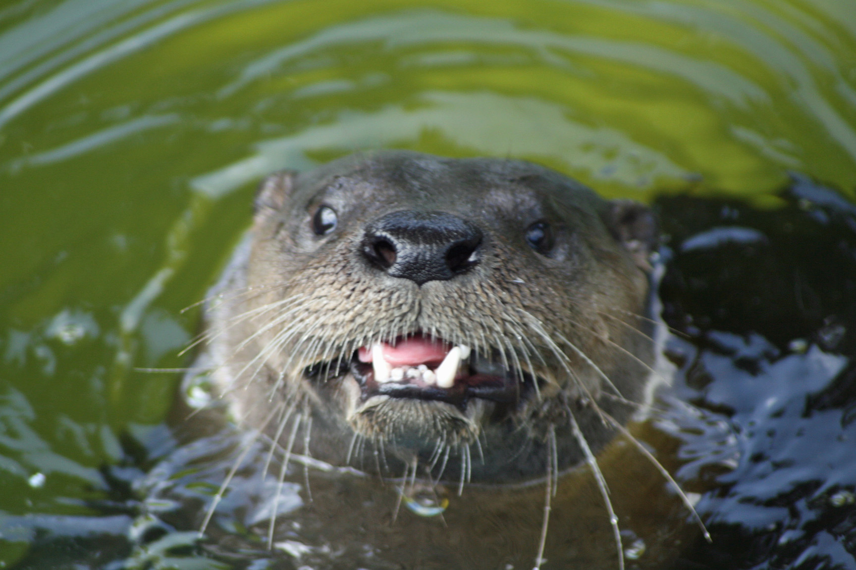 Closeup of Otter