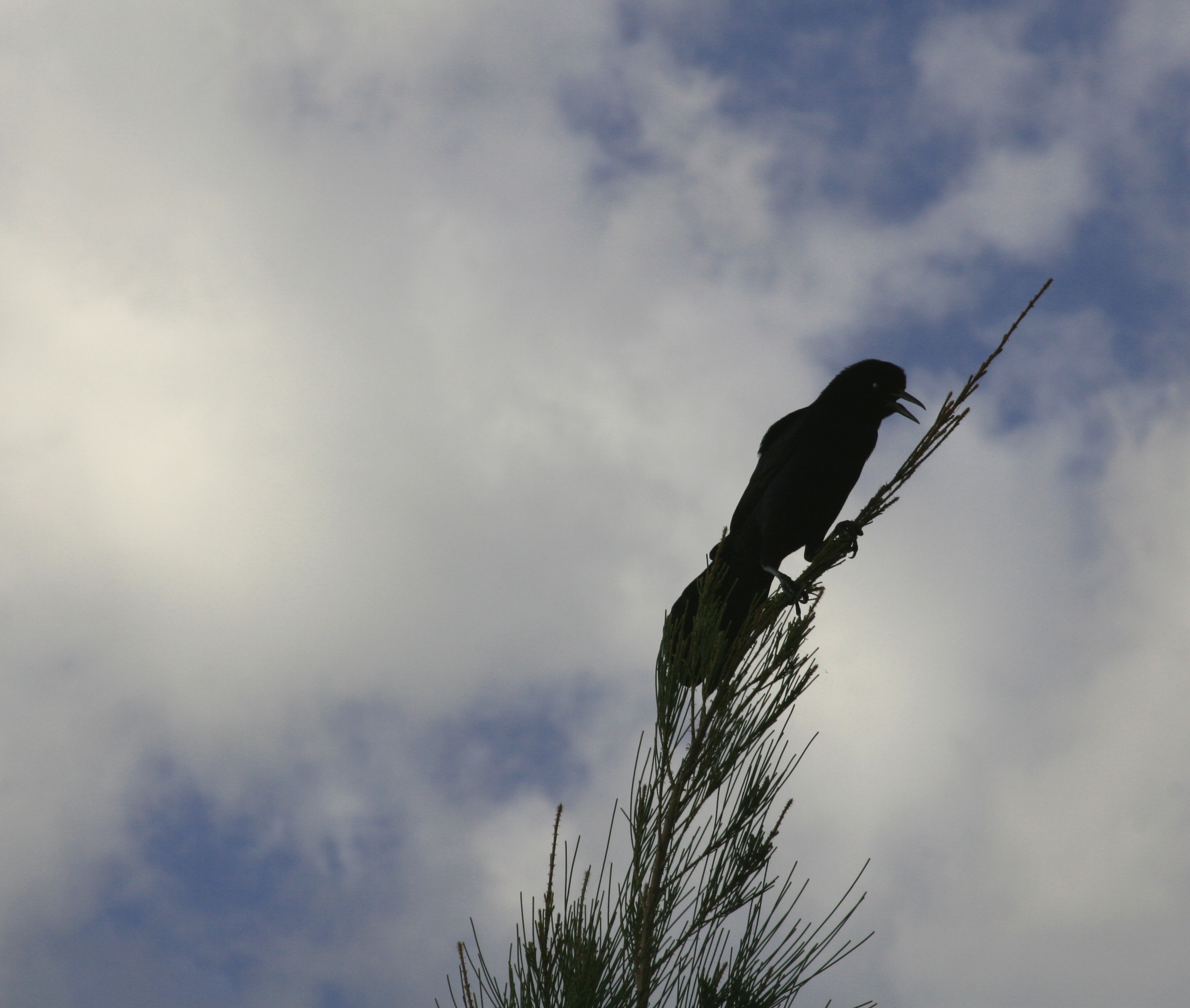 Crow in Pine Tree