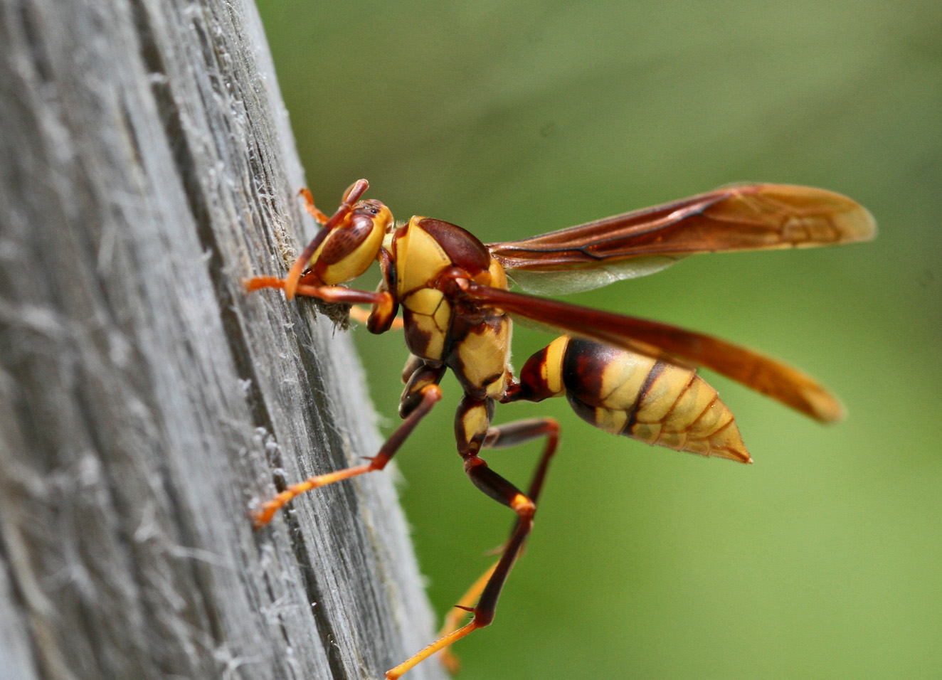 Wasp on Post